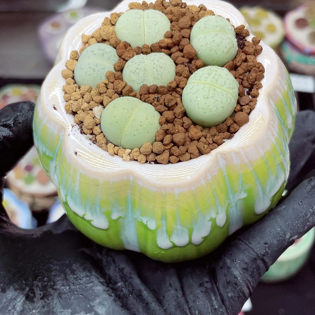 生石花18包邮0626-161