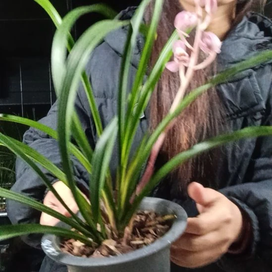 完全开放建兰粉荷，带花