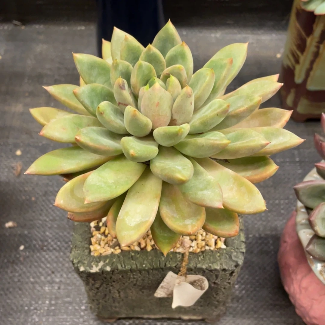 弥鹿之森一物一拍