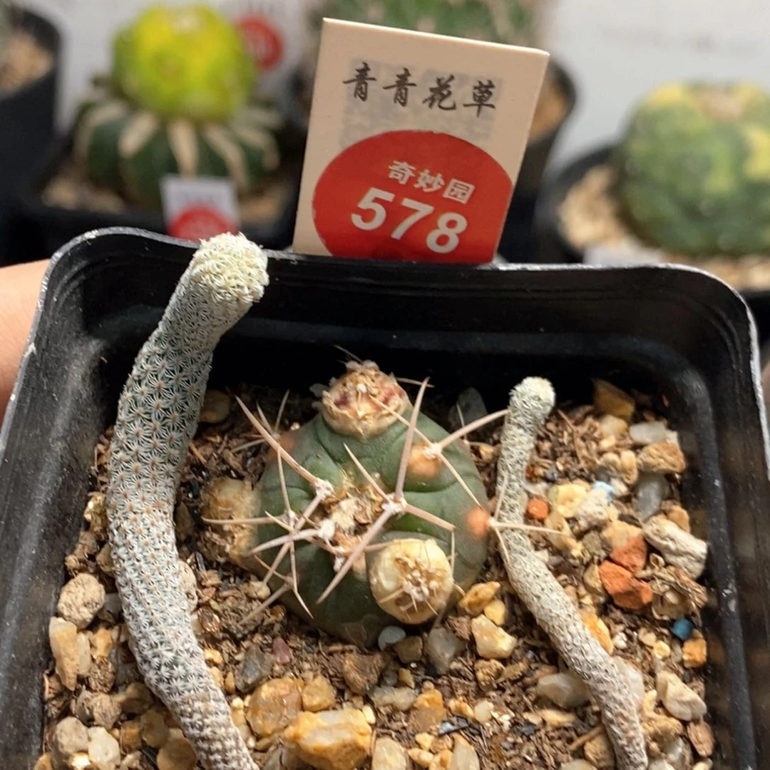 三颗混合球一盒36888