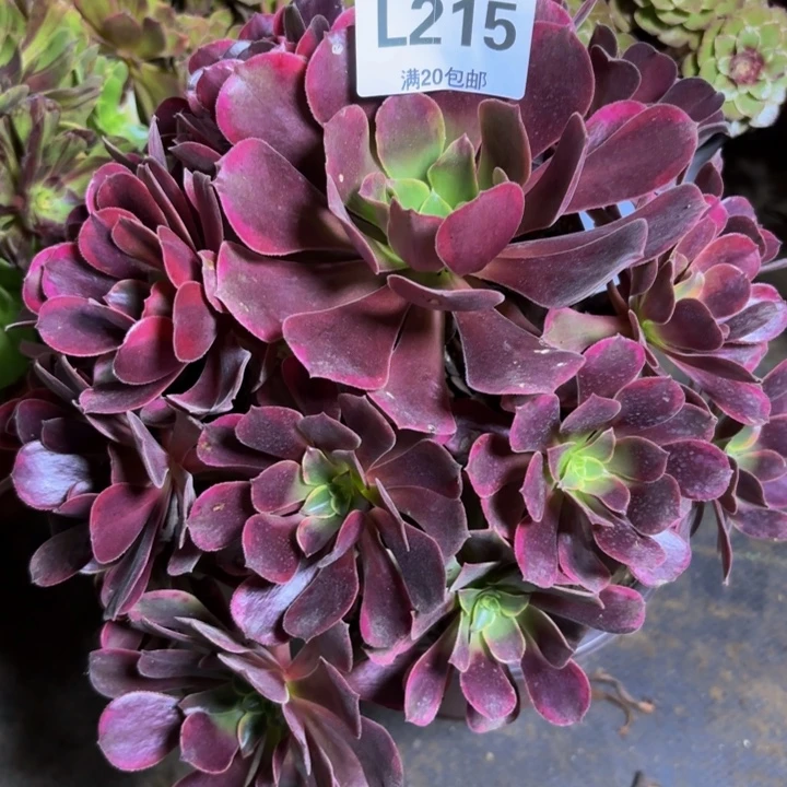 瑞妈多肉植物，215.