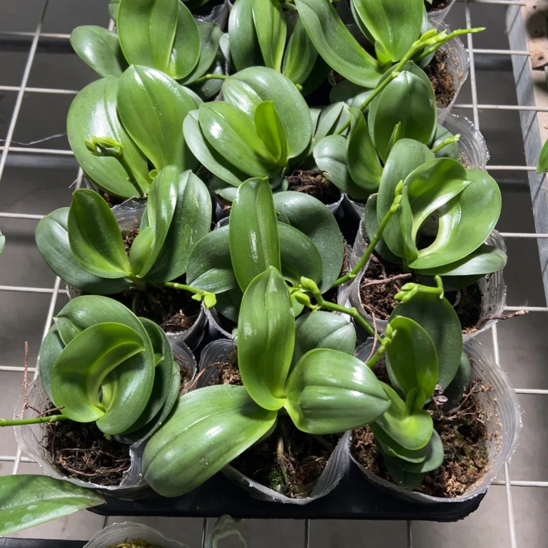 当前无花栽培后可以开花飞机苗带剑香奈儿3.0加高杯凑单发货一颗