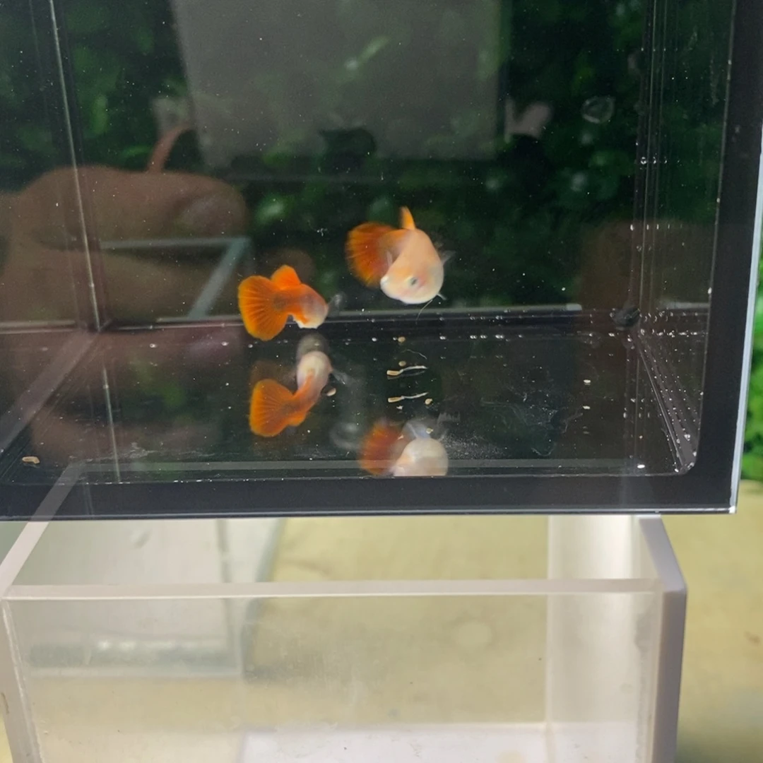 孔雀鱼黄暴球一对鱼