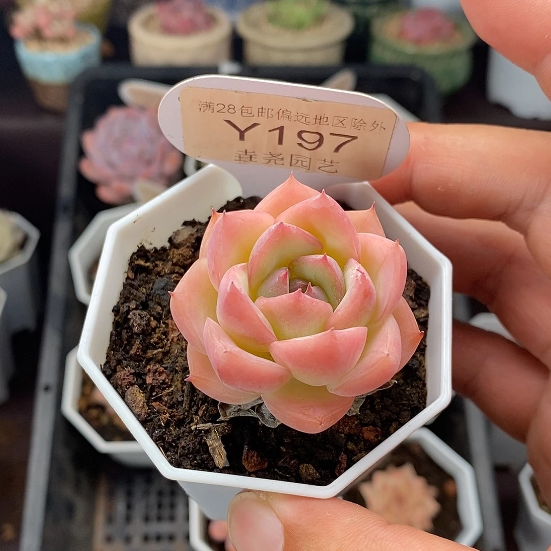 0197 粉水晶 4cm