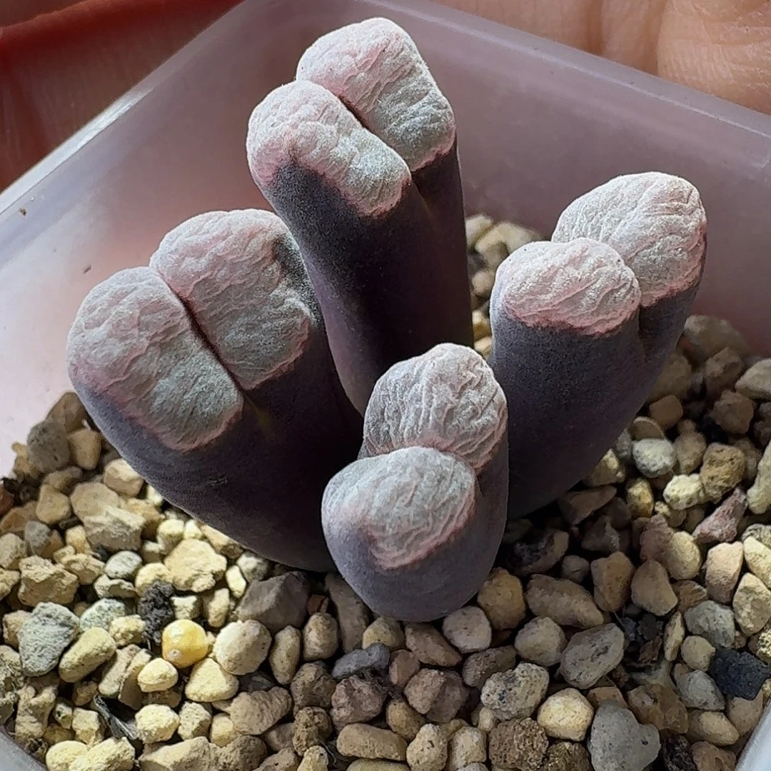 35号四头风铃一物一拍尺寸小