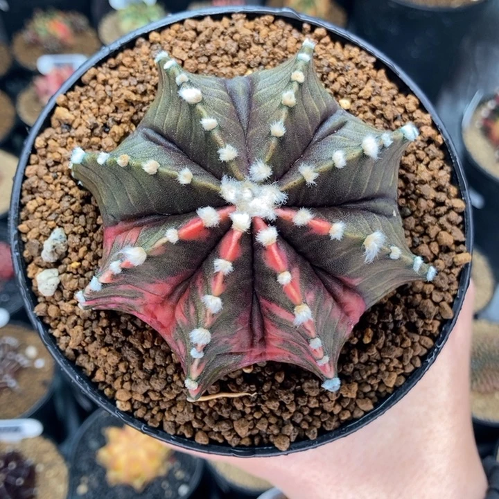 半神 大腹隆肋骨锦