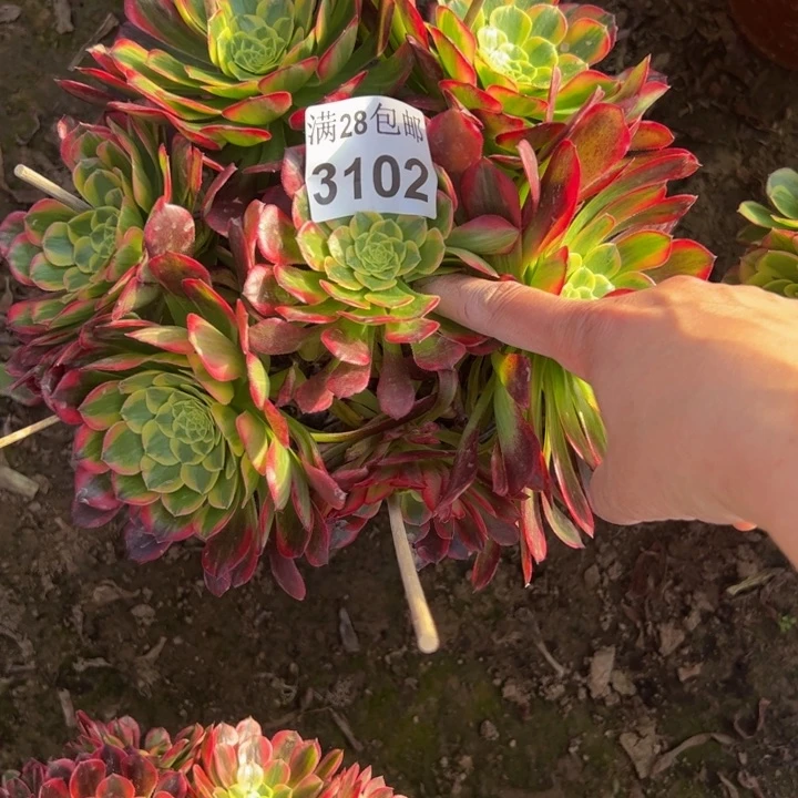 3102朝霞多肉植物