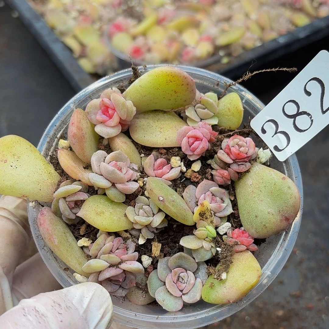 多肉植物多肉植物382