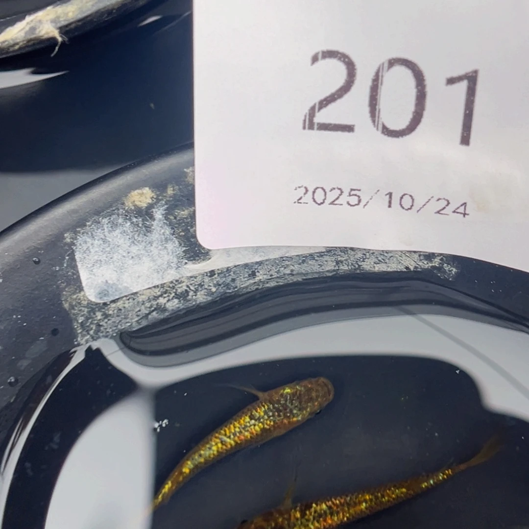 青鳉鱼201松井秘密武器一对