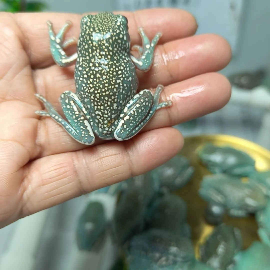 老爷树蛙1号蜜雪暴雪