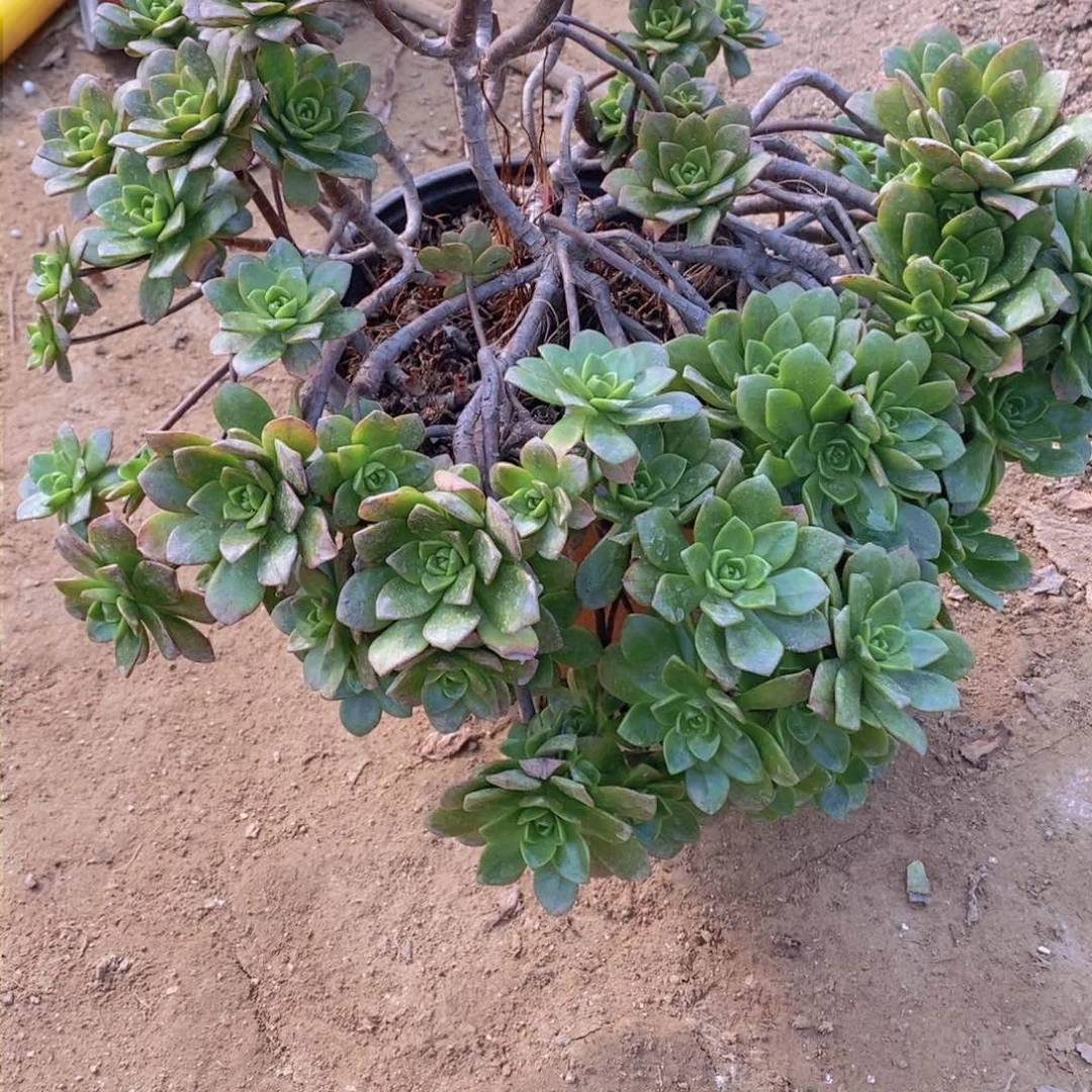 394 号一物一拍多肉植物