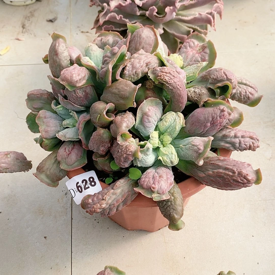 休**鹅628男爵多肉植物