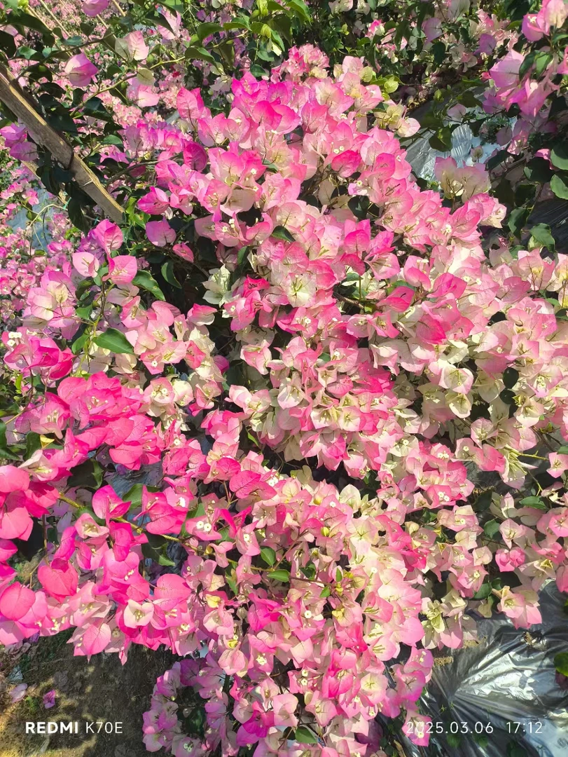 绿叶樱花原生老桩