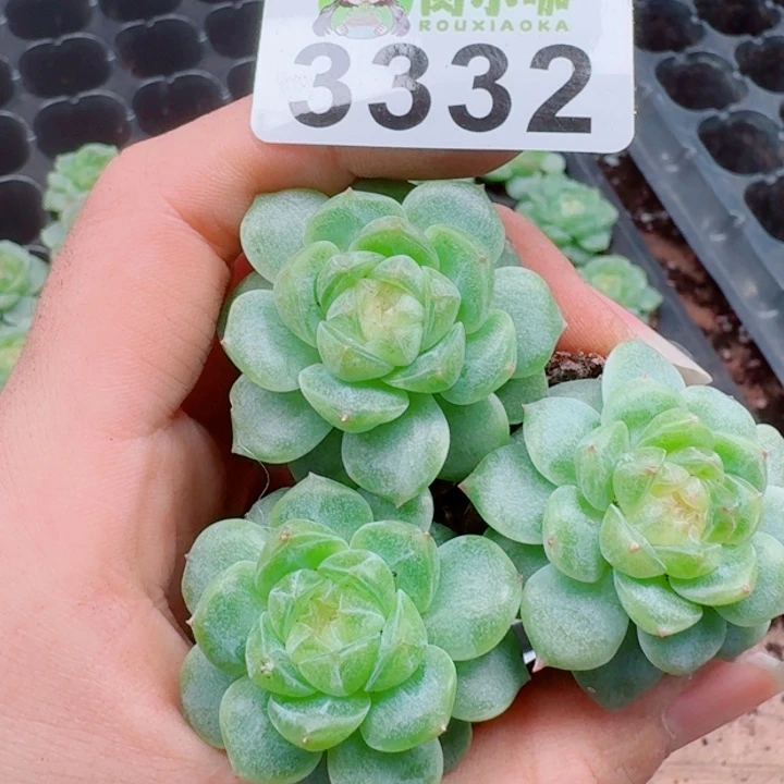 多肉植物多肉植物