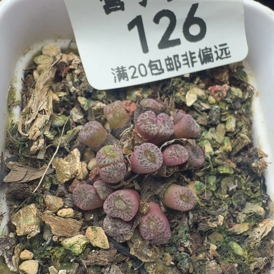 红珊瑚带盆土。