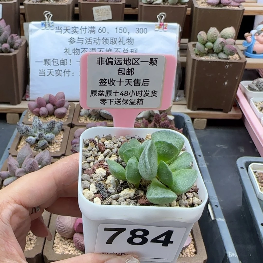 784绿豆糕多肉植物
