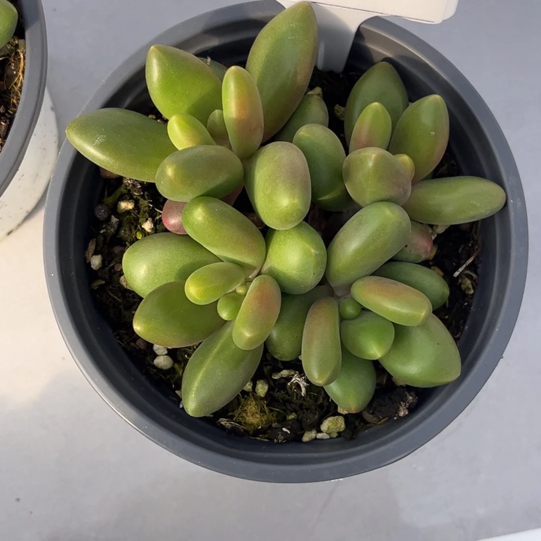 伊沙贝拉多肉植物432