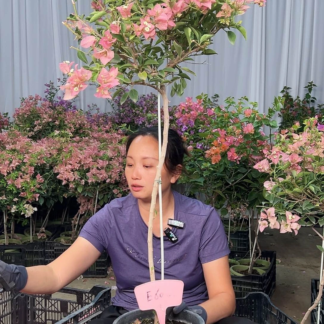 与***行大部分花苞少量开放E60卡亚塔