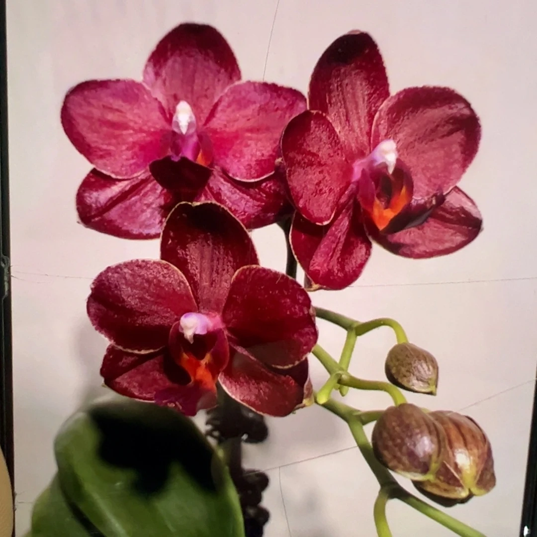 当前无花栽培后可以开花瑕疵苗美杜莎凑单发货一颗不发货