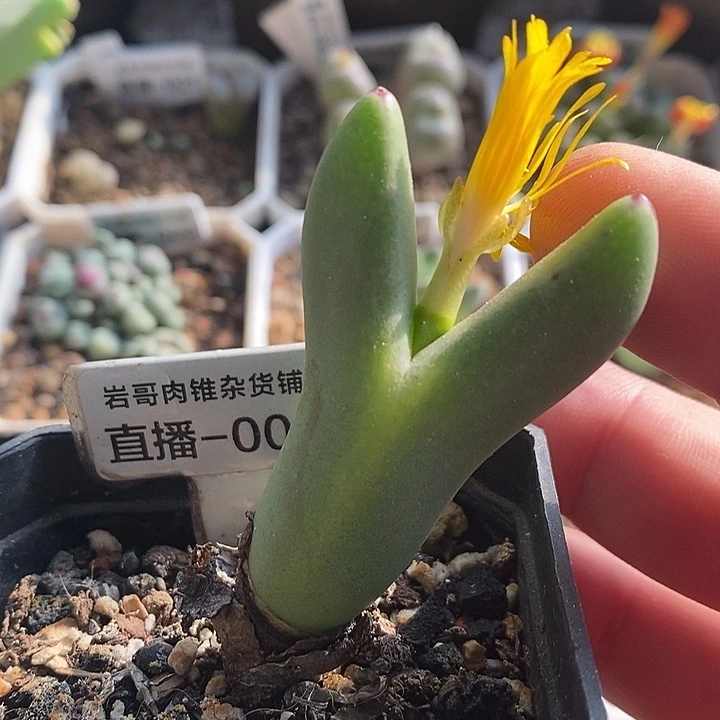 大枪皮卡丘少将一颗