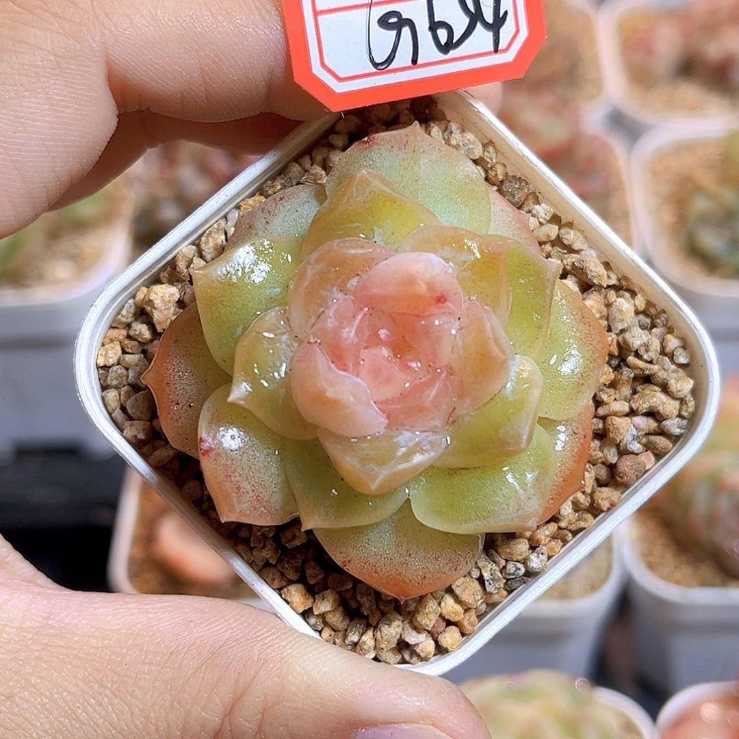 G654  孤品珍妮多肉