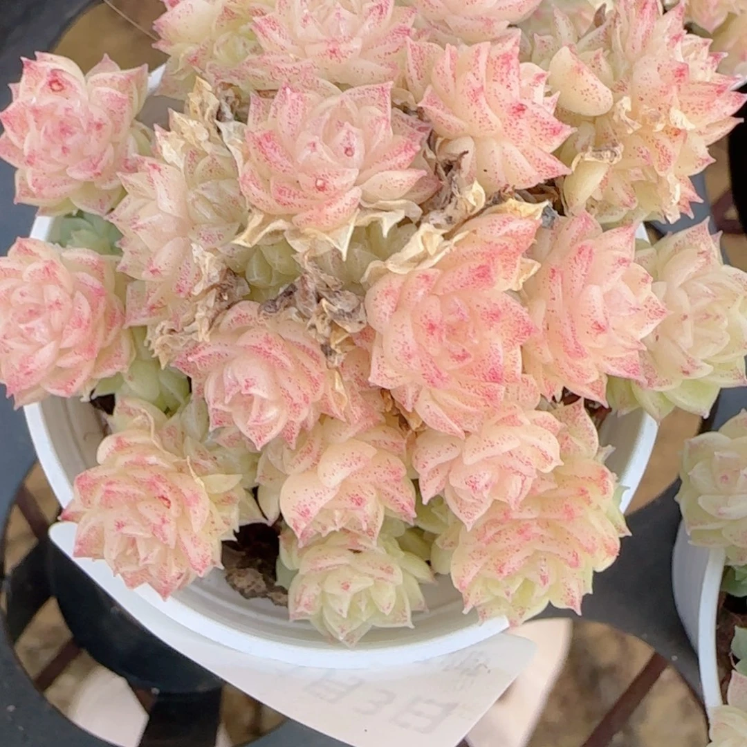 圆***滚花语多肉0103-377散