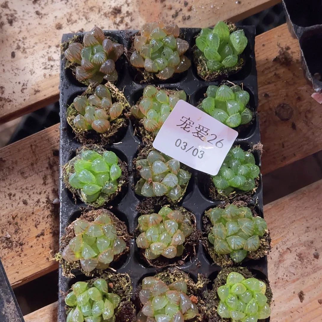 直播福利一物一拍26