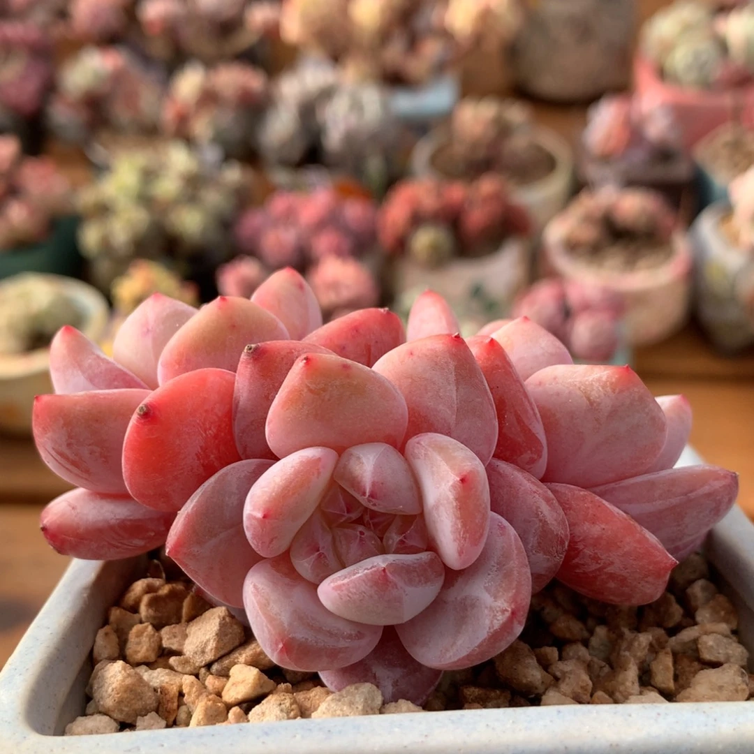 星影一物一拍 055