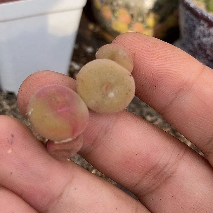 22507空卡佛一组