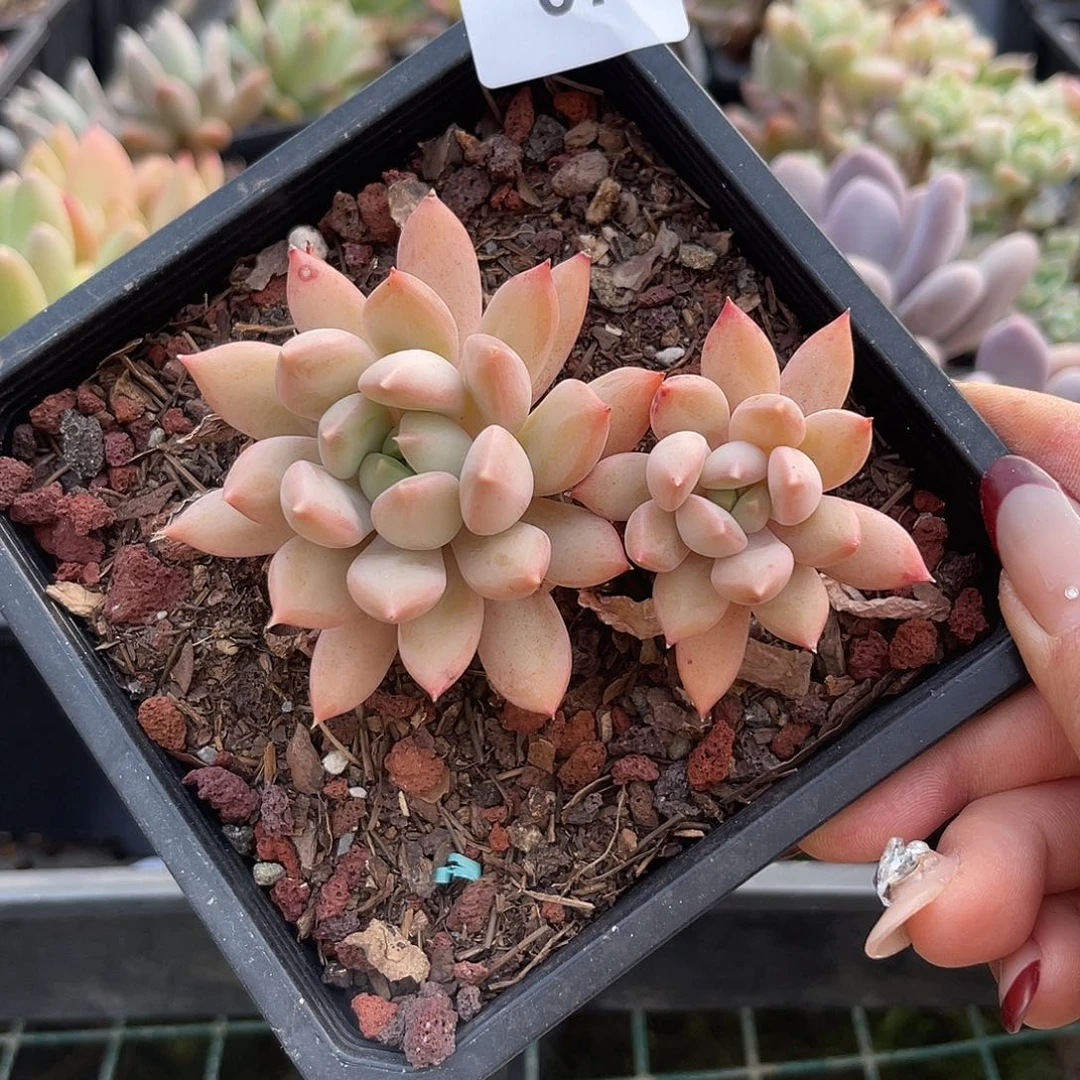 厚叶草。  072。 11111111