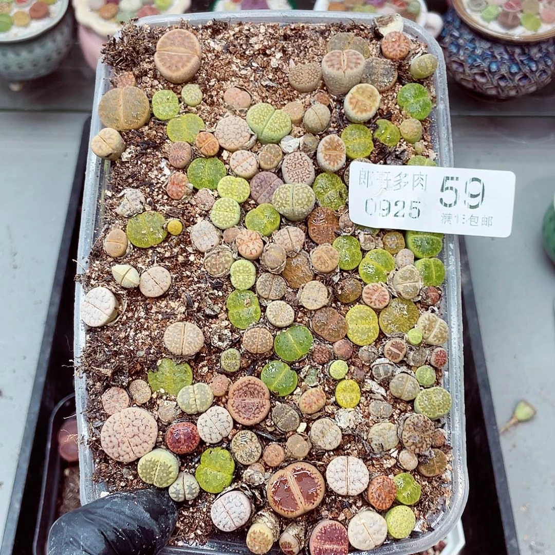 生石花满18包邮0925-59