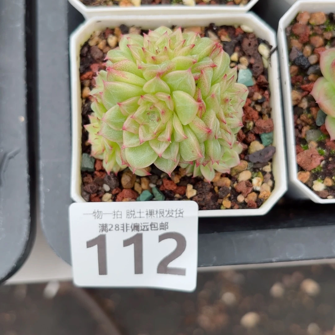 麦秆群无盆土发货