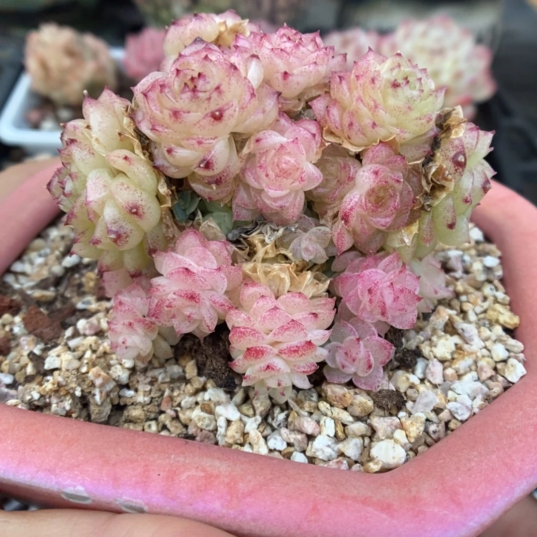 朵朵粉油透麦秆576号