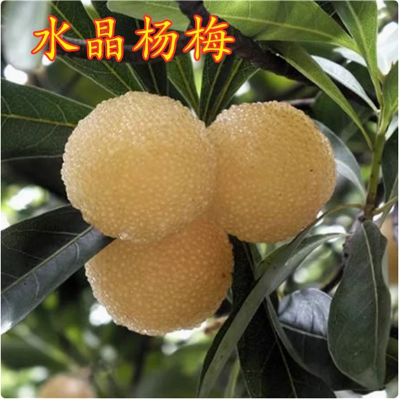 杨梅树苗嫁接特大杨梅正宗东魁树苗仙居南北方种植盆地栽当年结果