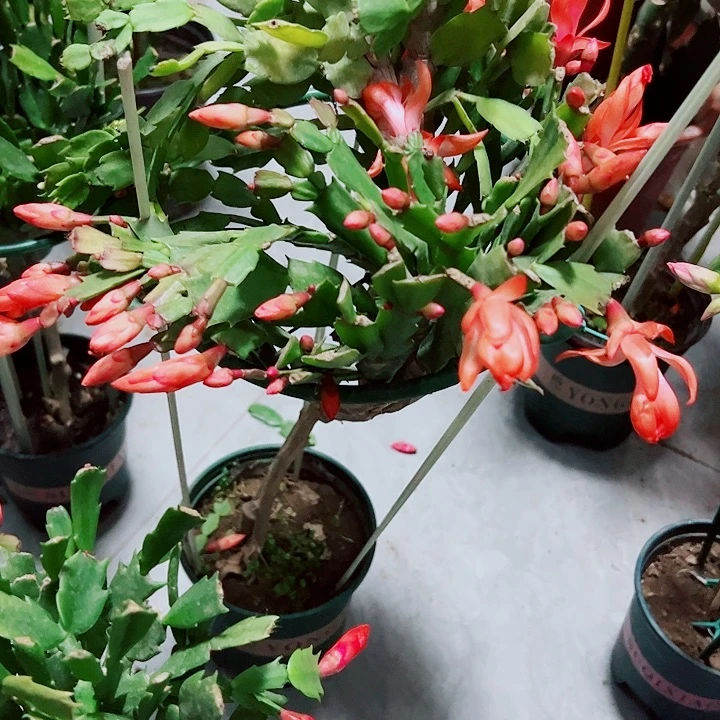 花****！叶仙嫁接多色蟹爪兰