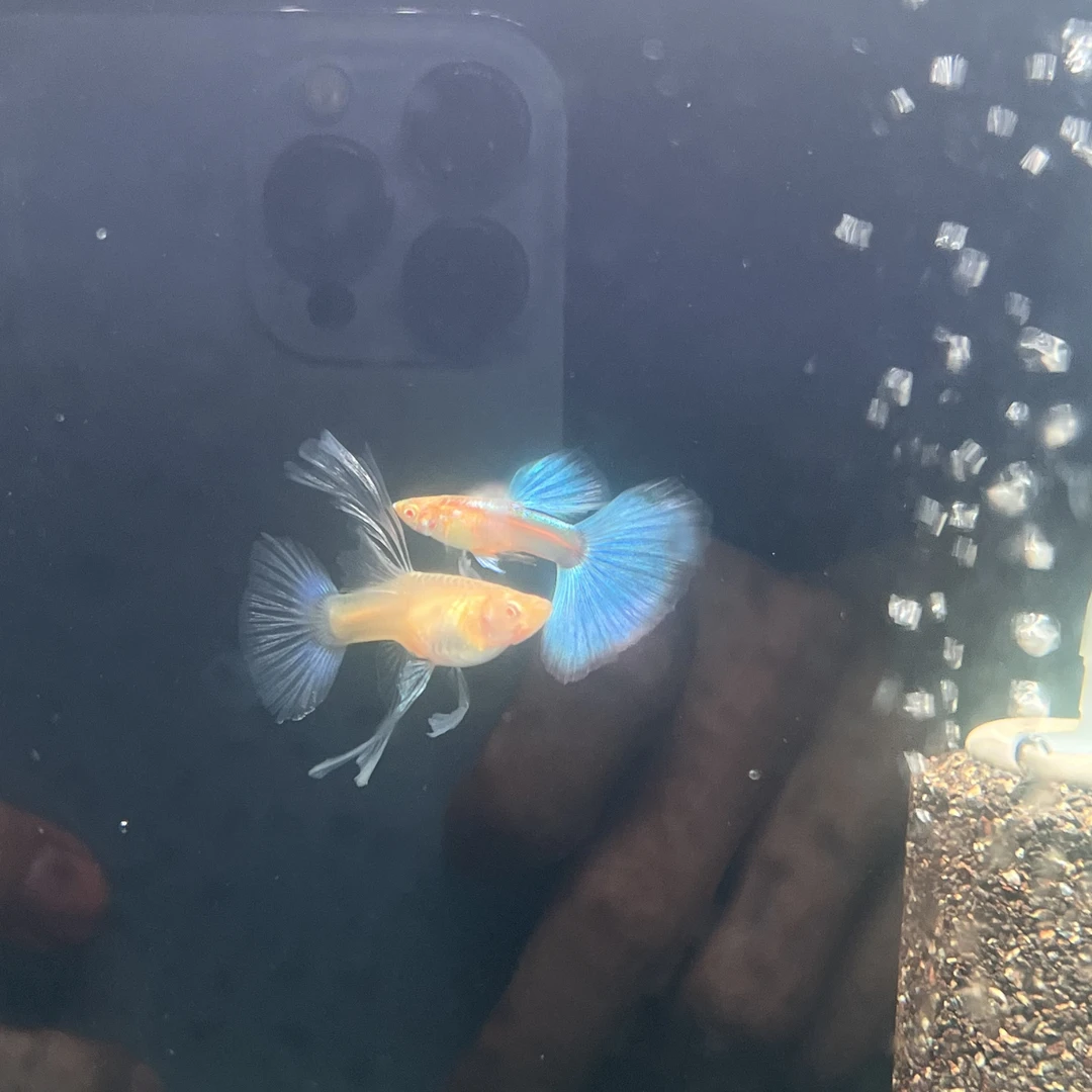 精品天空蓝蓝白大C孔雀鱼（无开箱视频不包损）