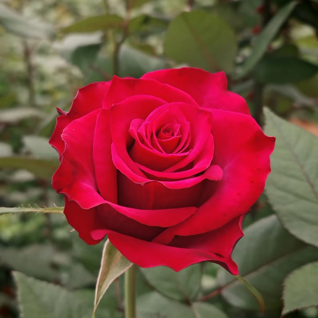 「嘤嘤怪鲜花」鸿影单头玫瑰云南直发顺丰包邮