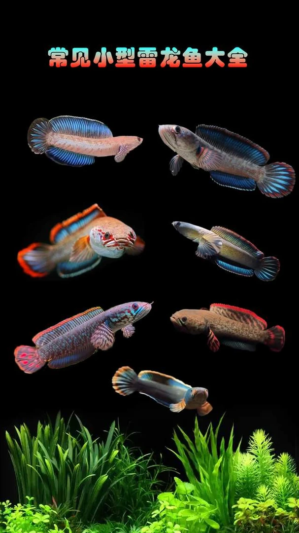 小阳雷龙直播间专拍