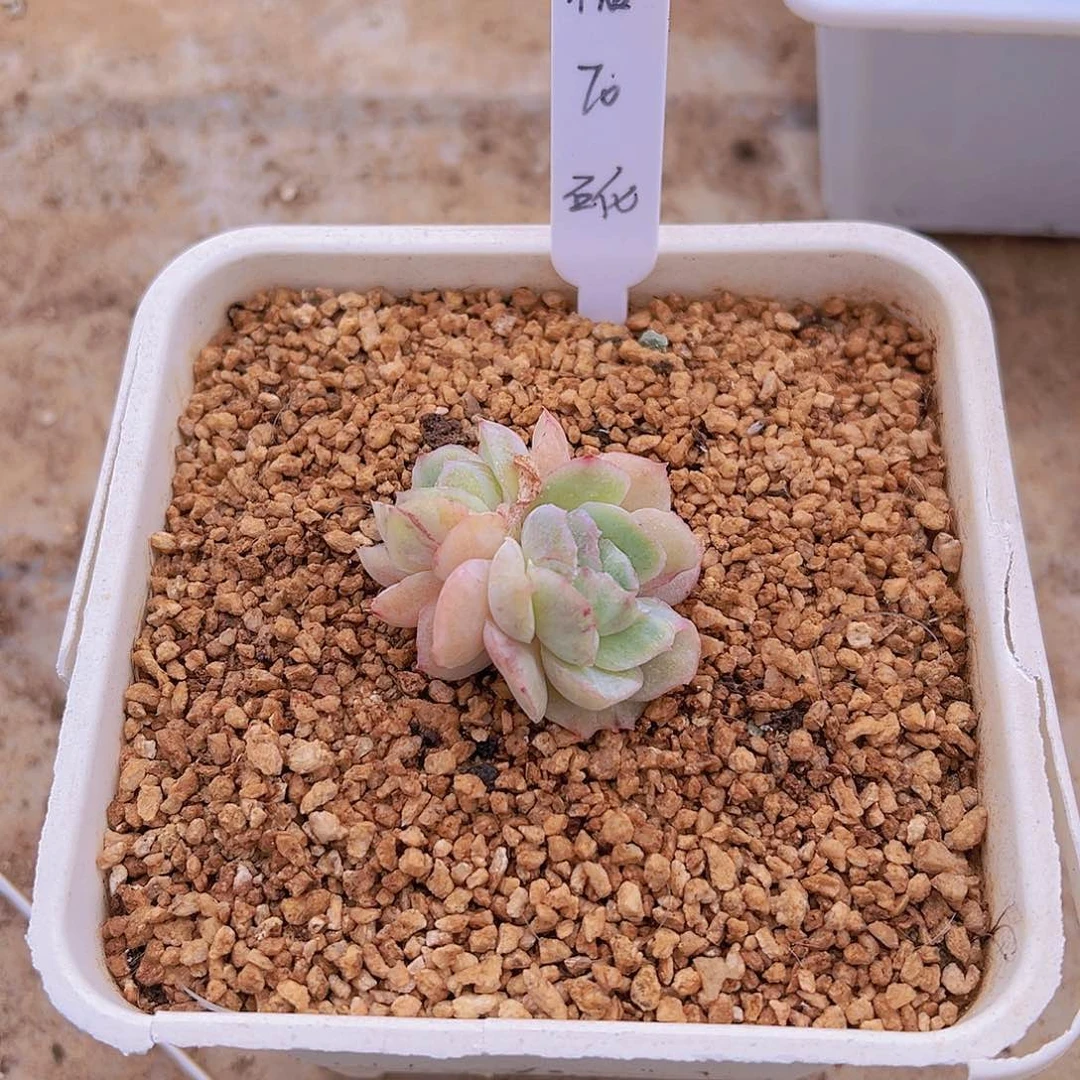 T****糖多肉植物，多肉石化