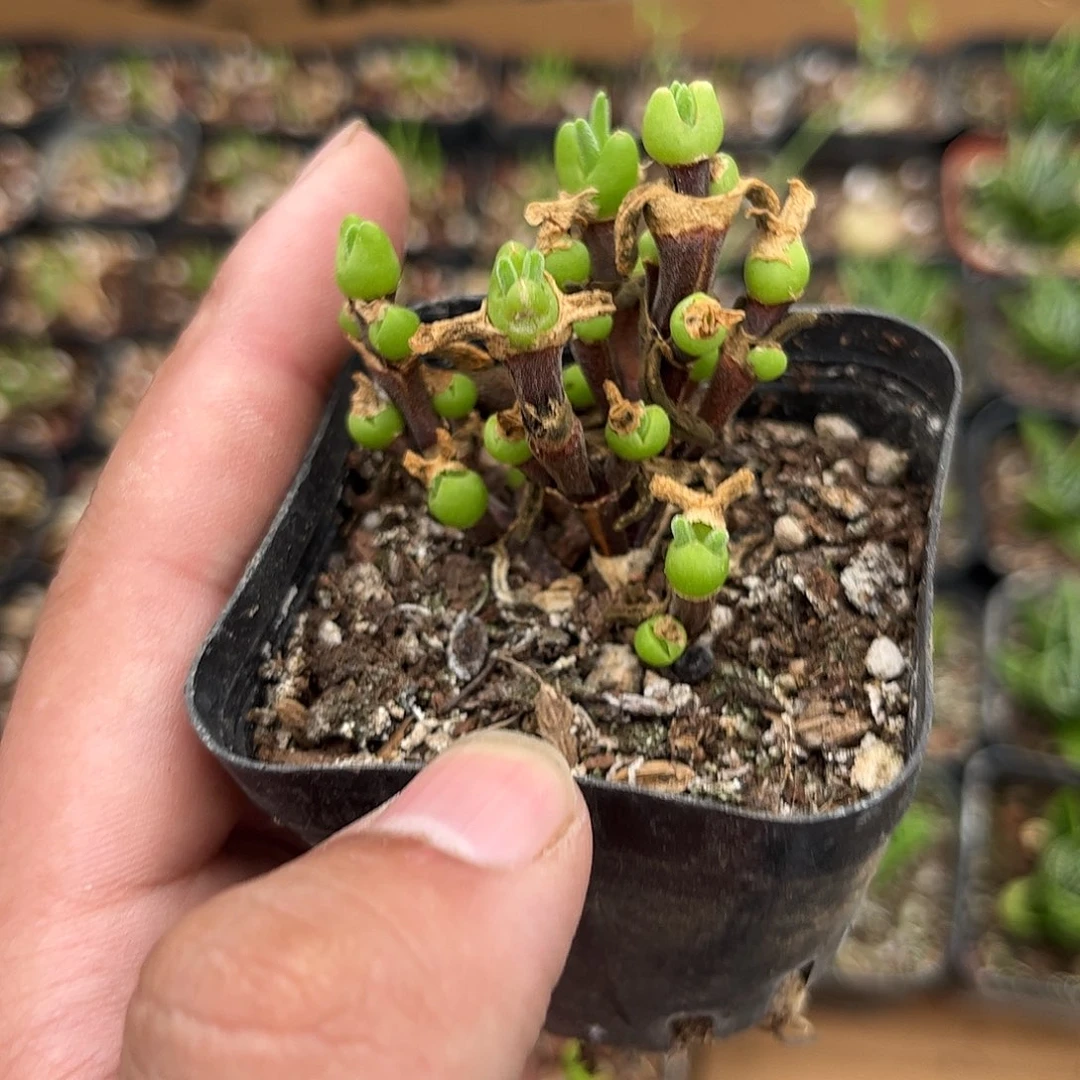 枝干兔子单头发货有根