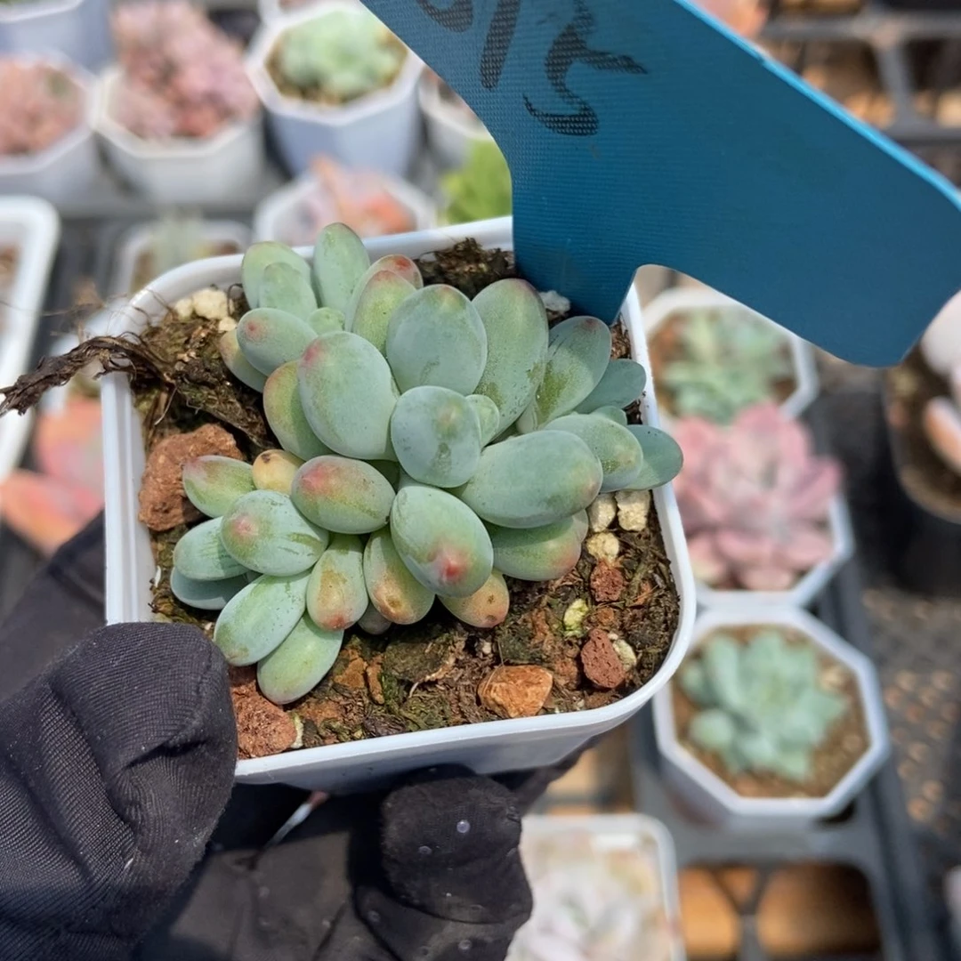 1015苹果奶多肉植物保护