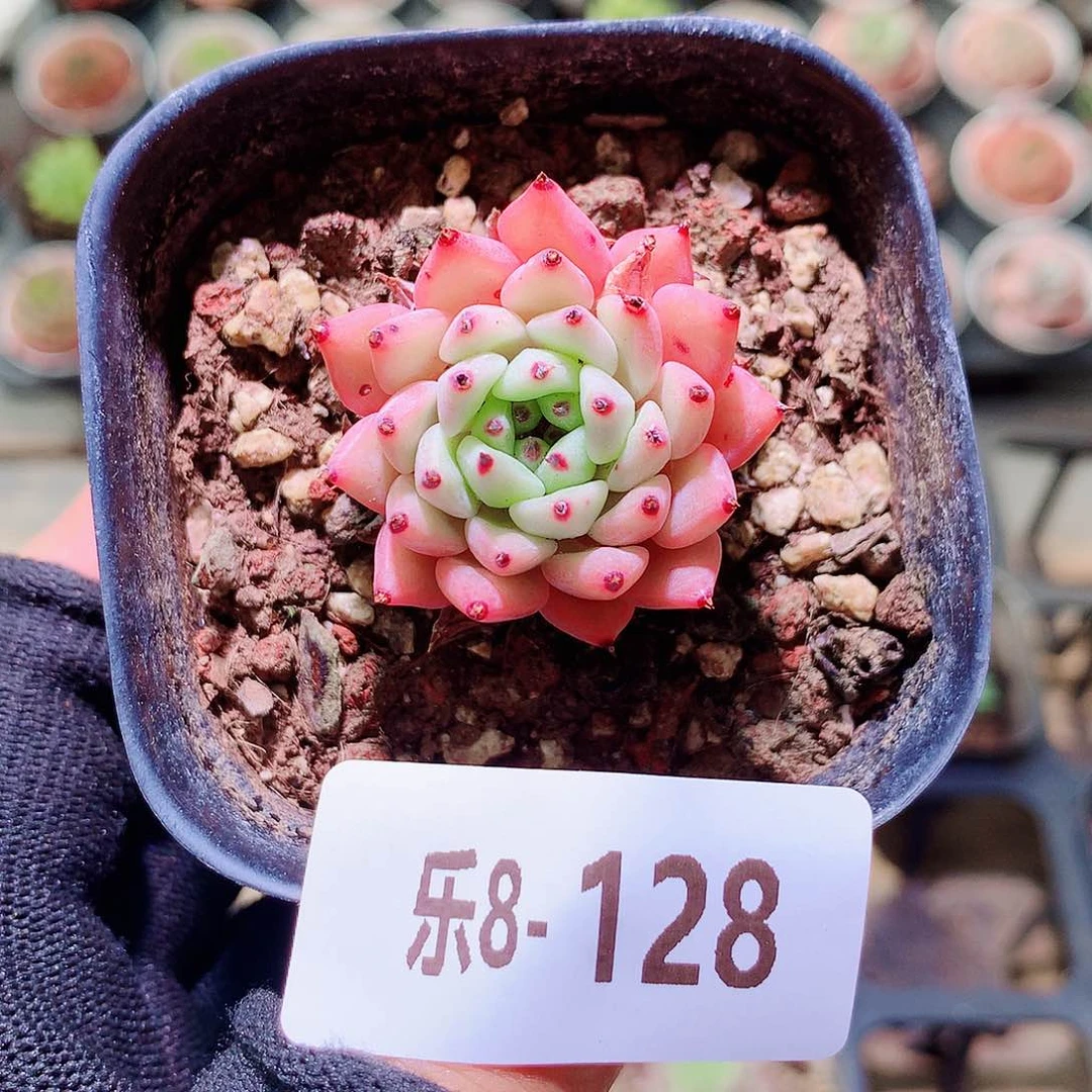 乐然8-128 原始绿爪