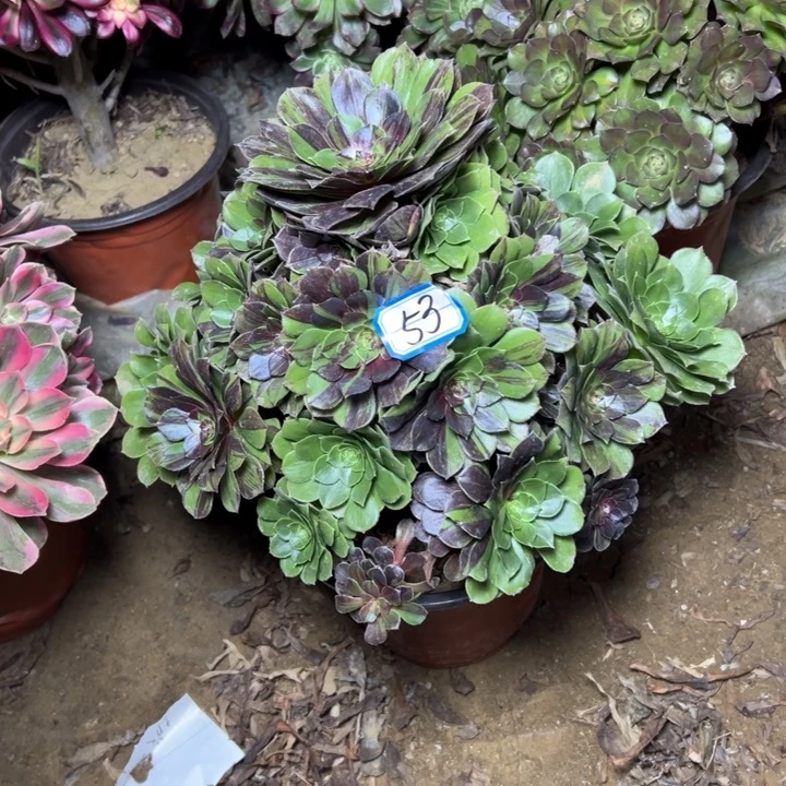 多肉植物花月夜53