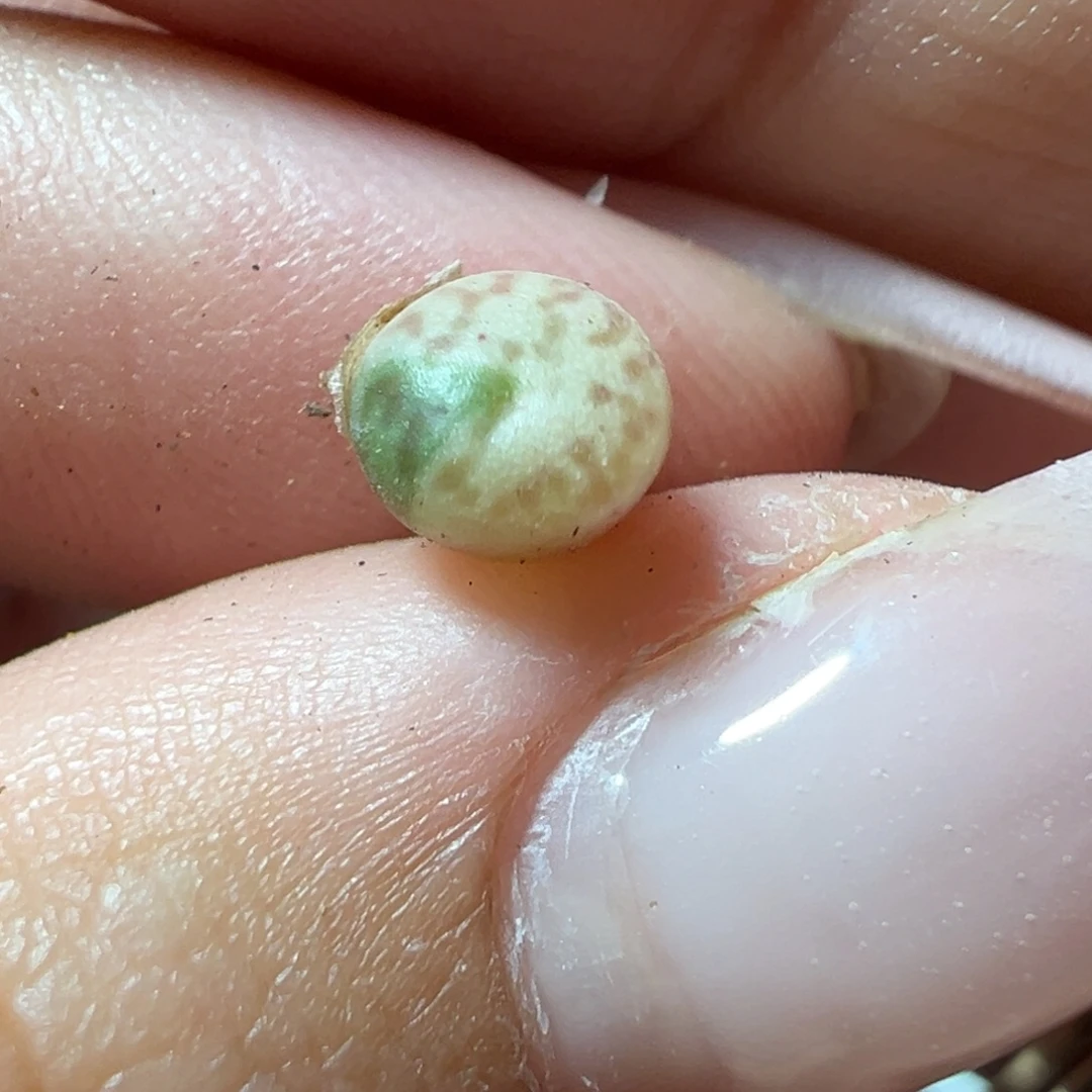 锦锦八重墨多肉植物