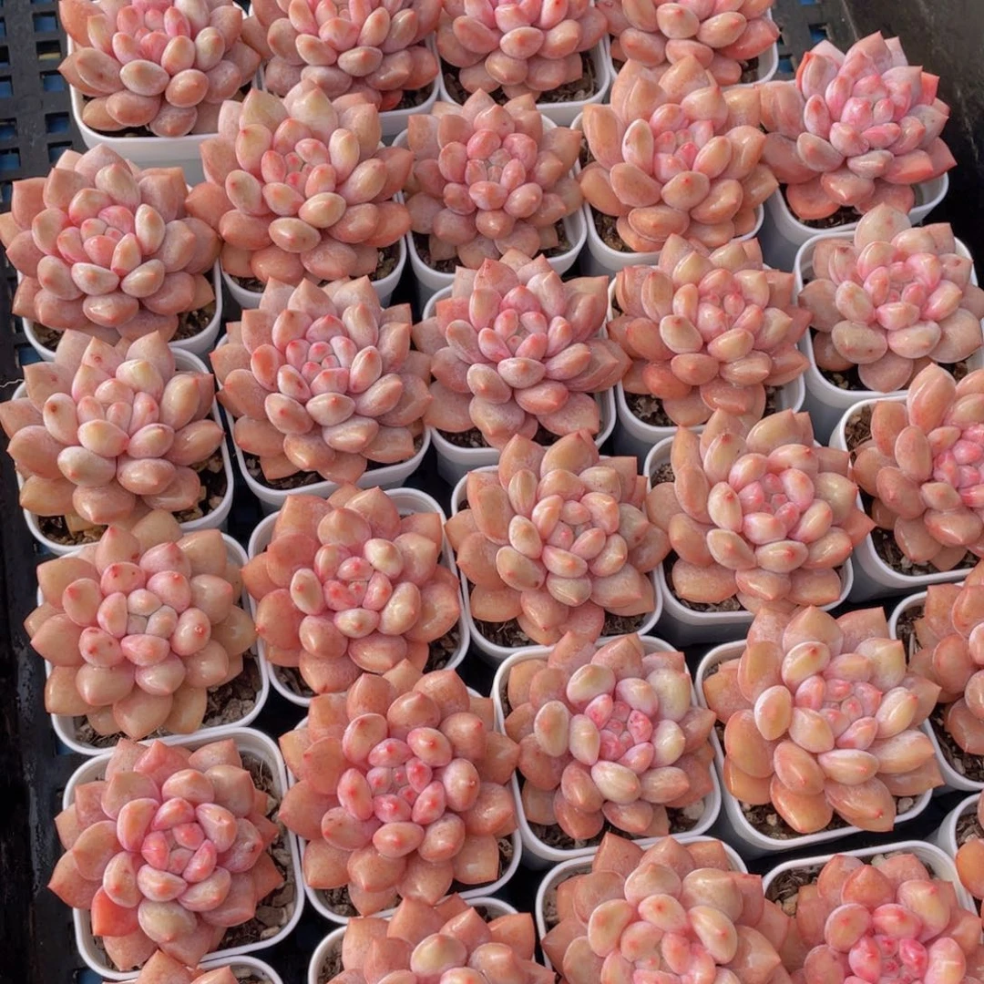 量拍44号肥胖粉透半夏单头一个