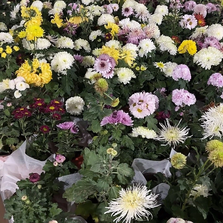 全部花苞菊花福利