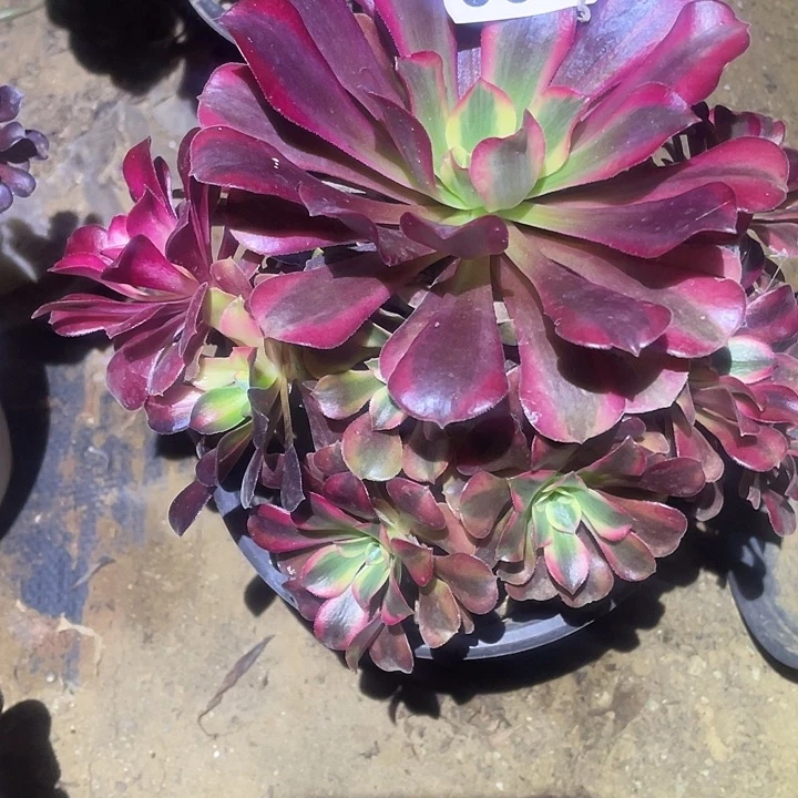 多肉植物法师555美杜莎