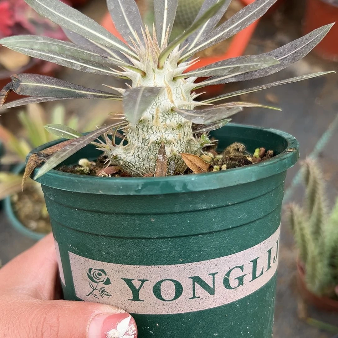 失***楓多肉植物多肉植物