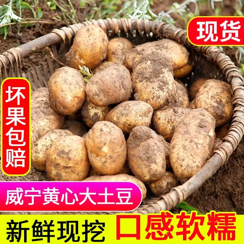 贵州高山迷你小洋芋土豆新鲜威宁本地黄心洋芋马铃薯批发商用