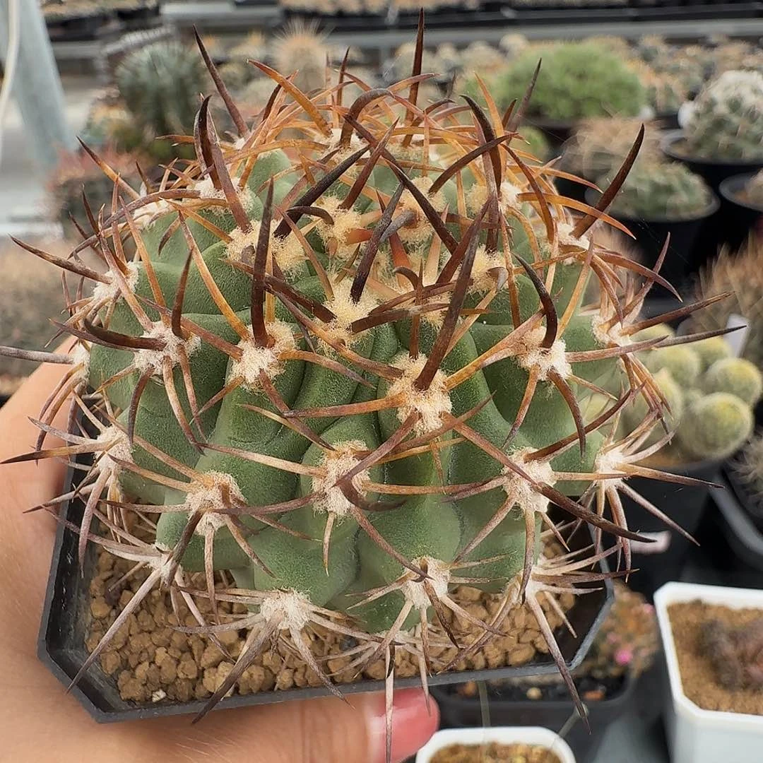 实生黑曜脱土发货